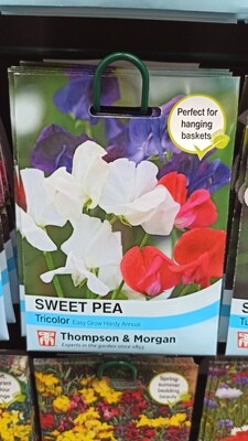 Sweet Pea Tricolor