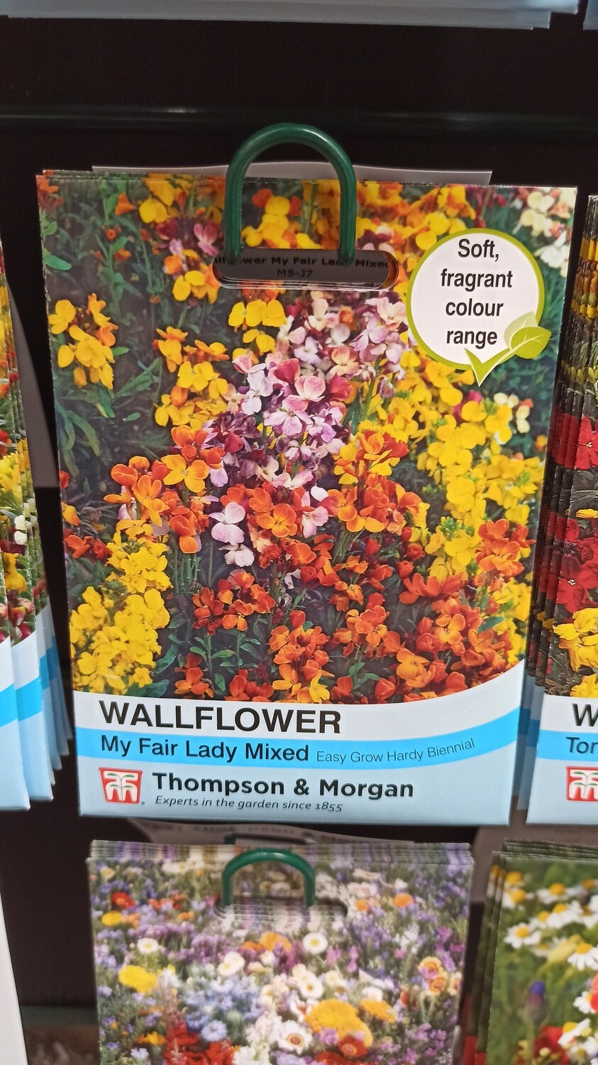Wallflower - My Fair Lady Mixed