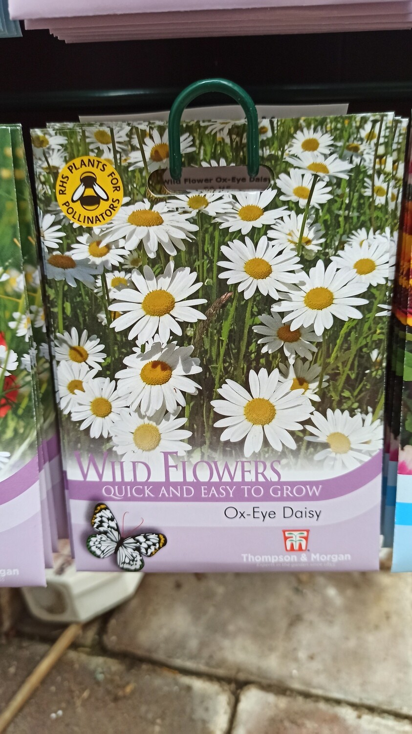 Wildflowers - Ox-Eye Daisy