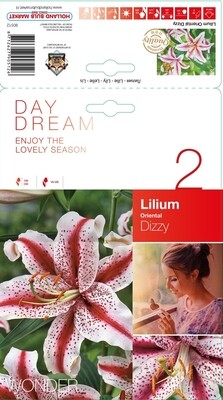 Lilium
