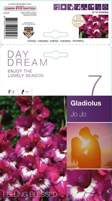 Gladiolus/Gladioli