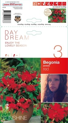 Begonia