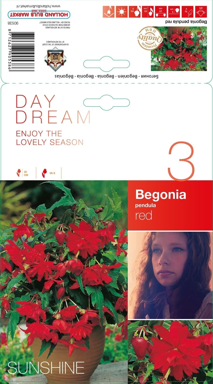 Begonia Red