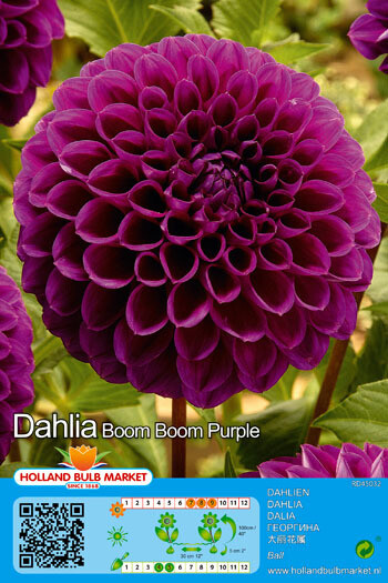 1 Tuber Dahlia Ball Boom Boom Purple
