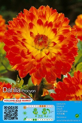 Dahlia Decorative Procyon