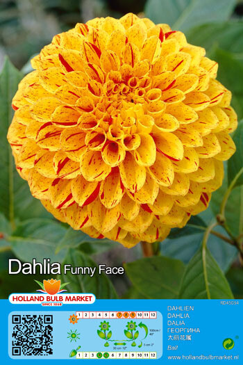 1 Tuber Dahlia Ball Funny Face