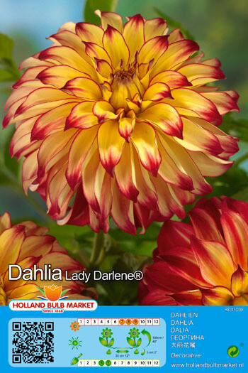 1 Dahlia Decorative Lady Darlene