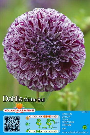 Dahlia Ball Marble Ball