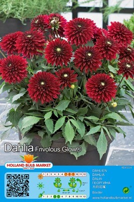 1 Large Tuber Dahlia Border Frivolous Glow