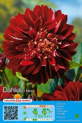 Dahlia Anemone El Nino