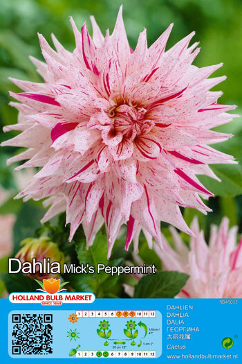 1 Tuber Dahlia Cactus Micks Peppermint