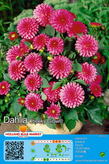 I TUBER Dahlia Border Cheeky Glow dwarf Dahlia perfect for pots and containers Flowers for months and lasts for years 