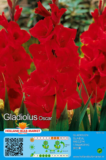 10 Gladiolus Oscar