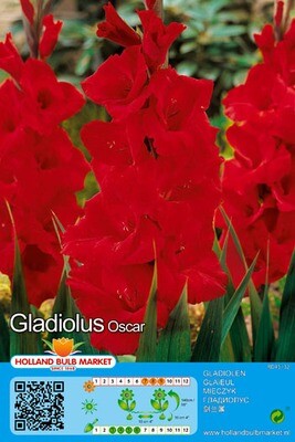 10 Gladiolus Oscar