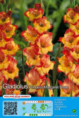 10 Gladiolus Princess Margaret Rose
