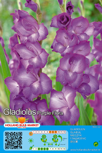 10 Gladiolus Purple Flora