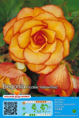 5 Begonia Bicolor Picotee Yellow Red