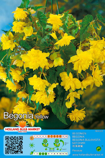 3 Begonia Pendula Yellow