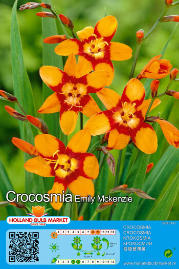 Crocosmia Emily Mckenzie