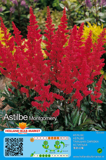 Astilbe Montgomery. Red plume like flowers over colourful foliage. Flowers for months and lasts for years Don’t expect many flowers in its first year