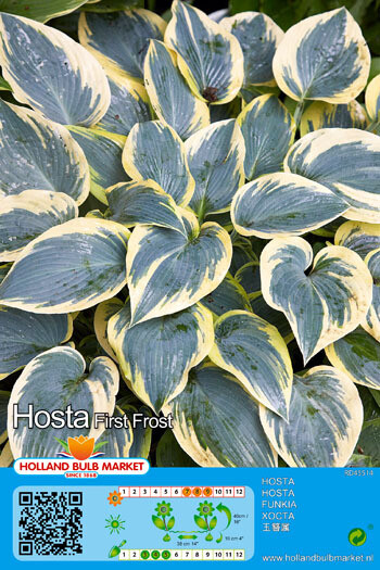 Hosta First Frost