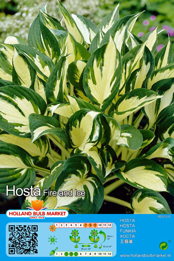 Hosta Fire and Ice