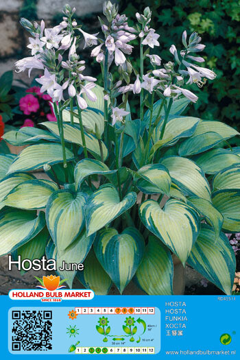 Hosta June