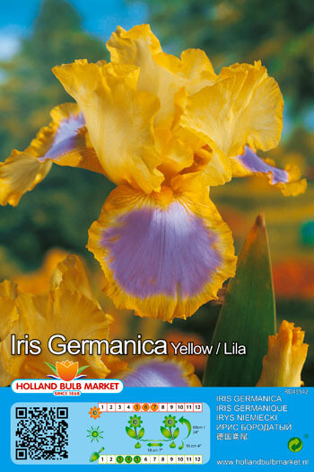 Bearded Iris ,Iris Germanica 'Yellow Lila'