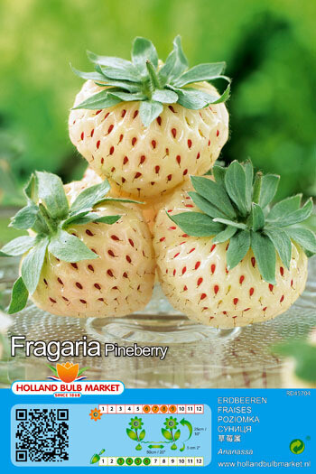 Pineberry - Looks like a strawberry that saw a ghost! White fruit that tastes like pineapple. Perfect for baskets, pots, and window boxes.