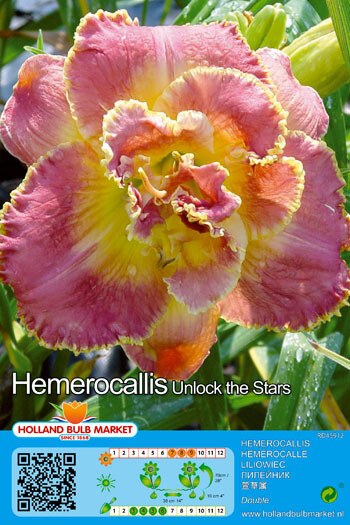 Hemerocallis Double Unlock the Stars