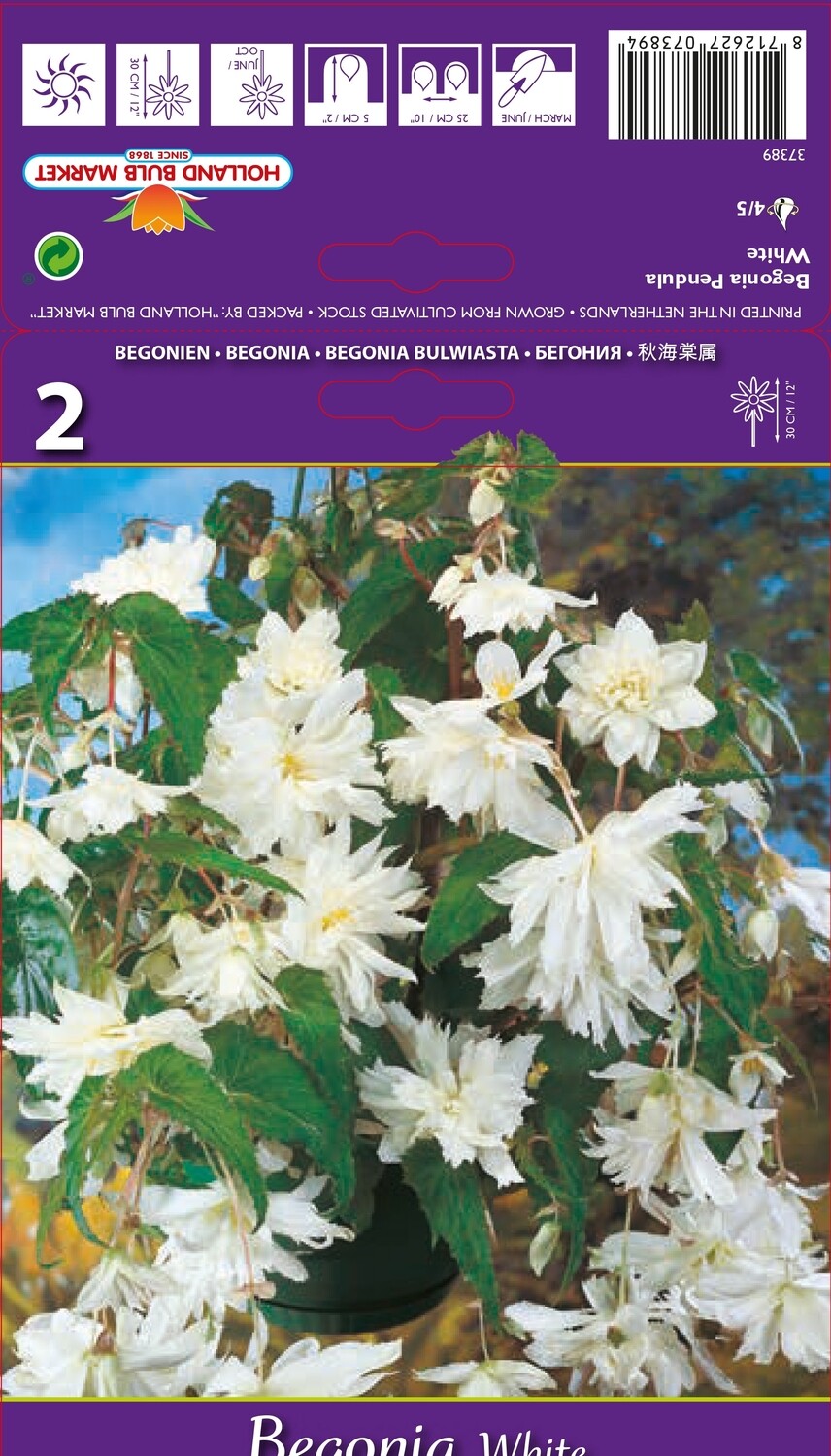 3 Begonia Pendula White