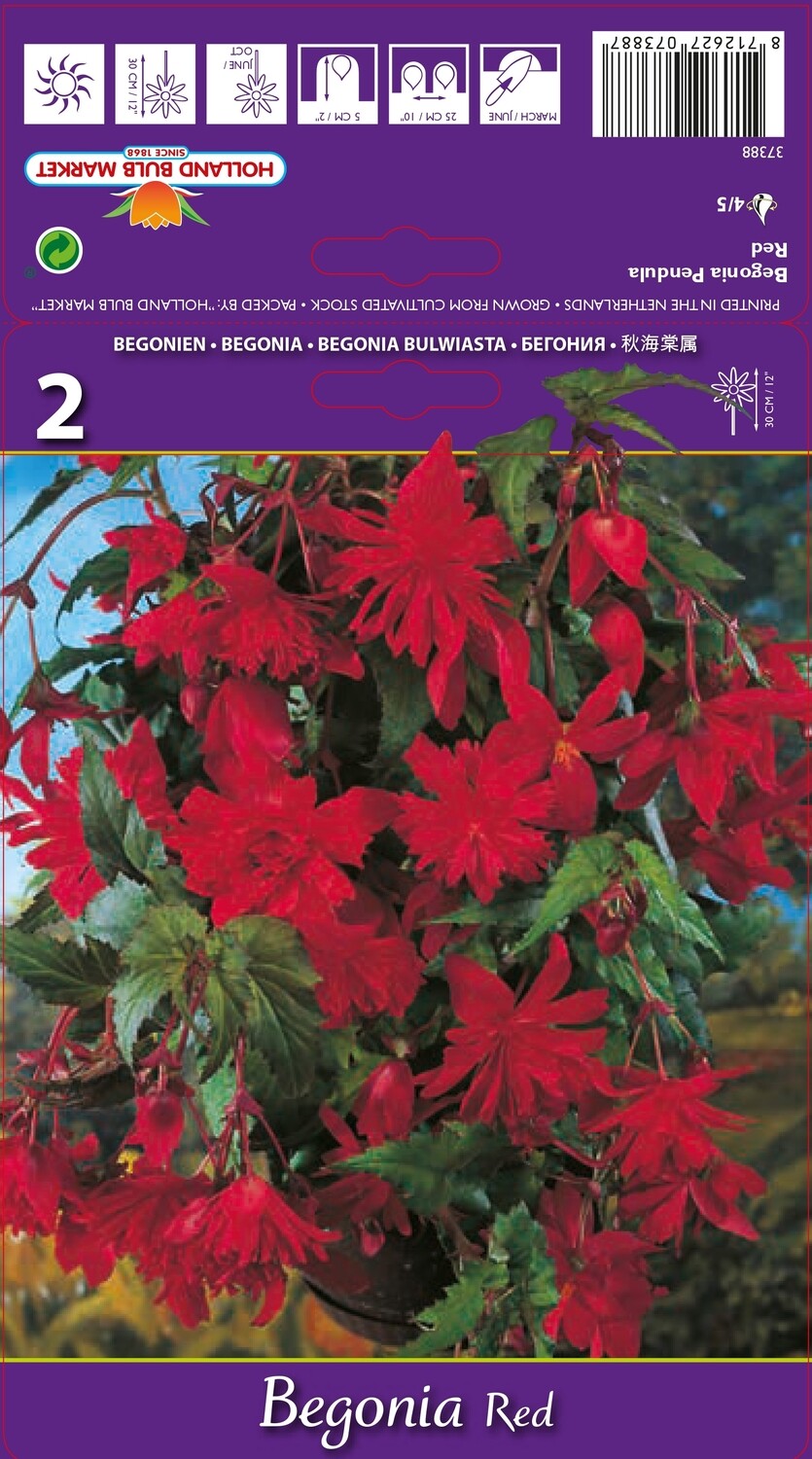3 Begonia Pendula Red