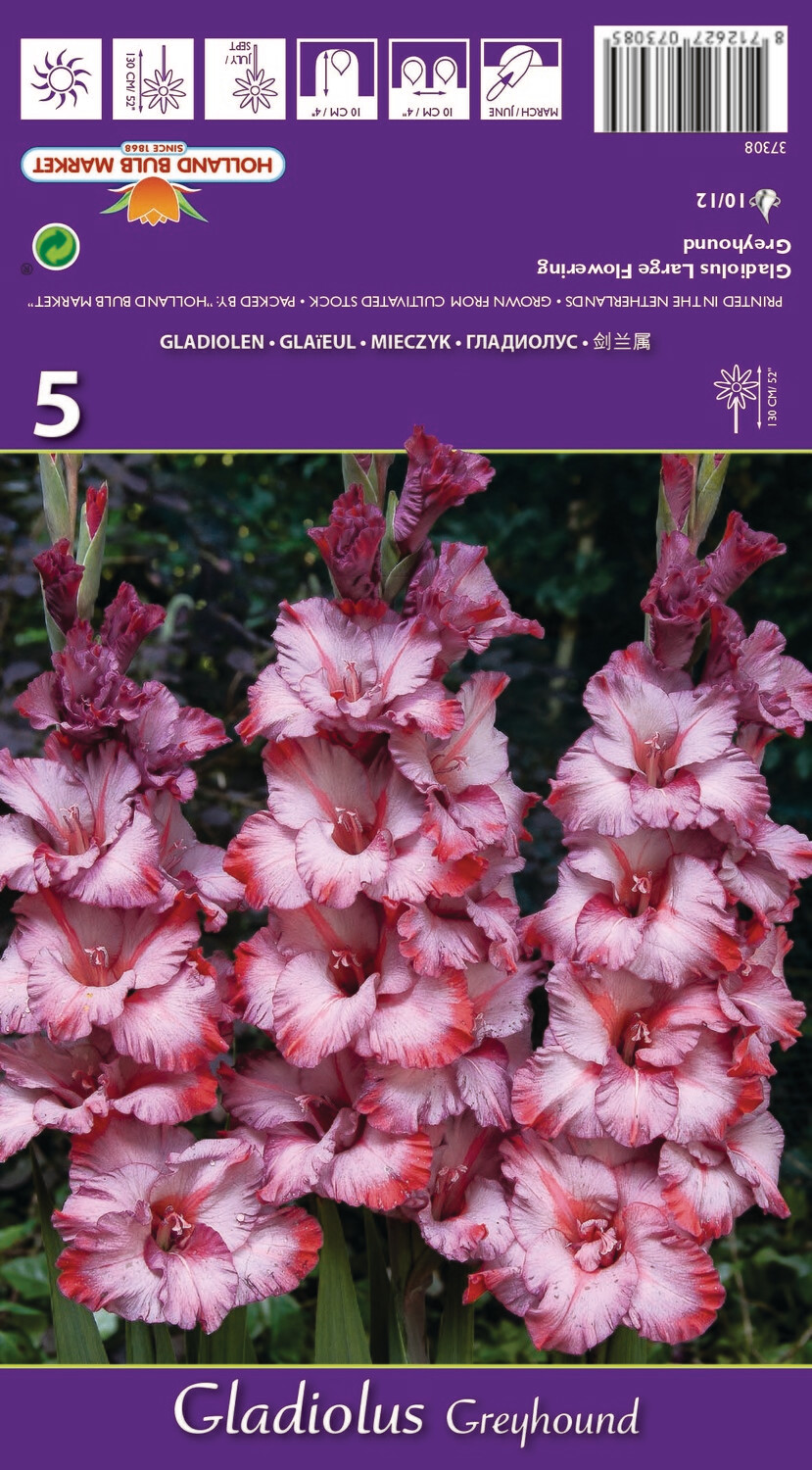 10 Gladiolus Greyhound