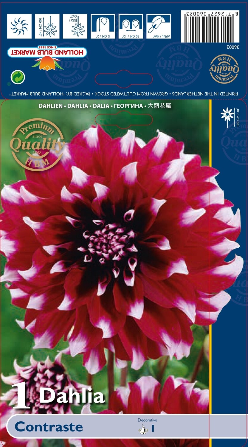 1 Tuber Dahlia Contraste