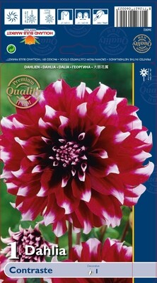 1 Tuber Dahlia Contraste