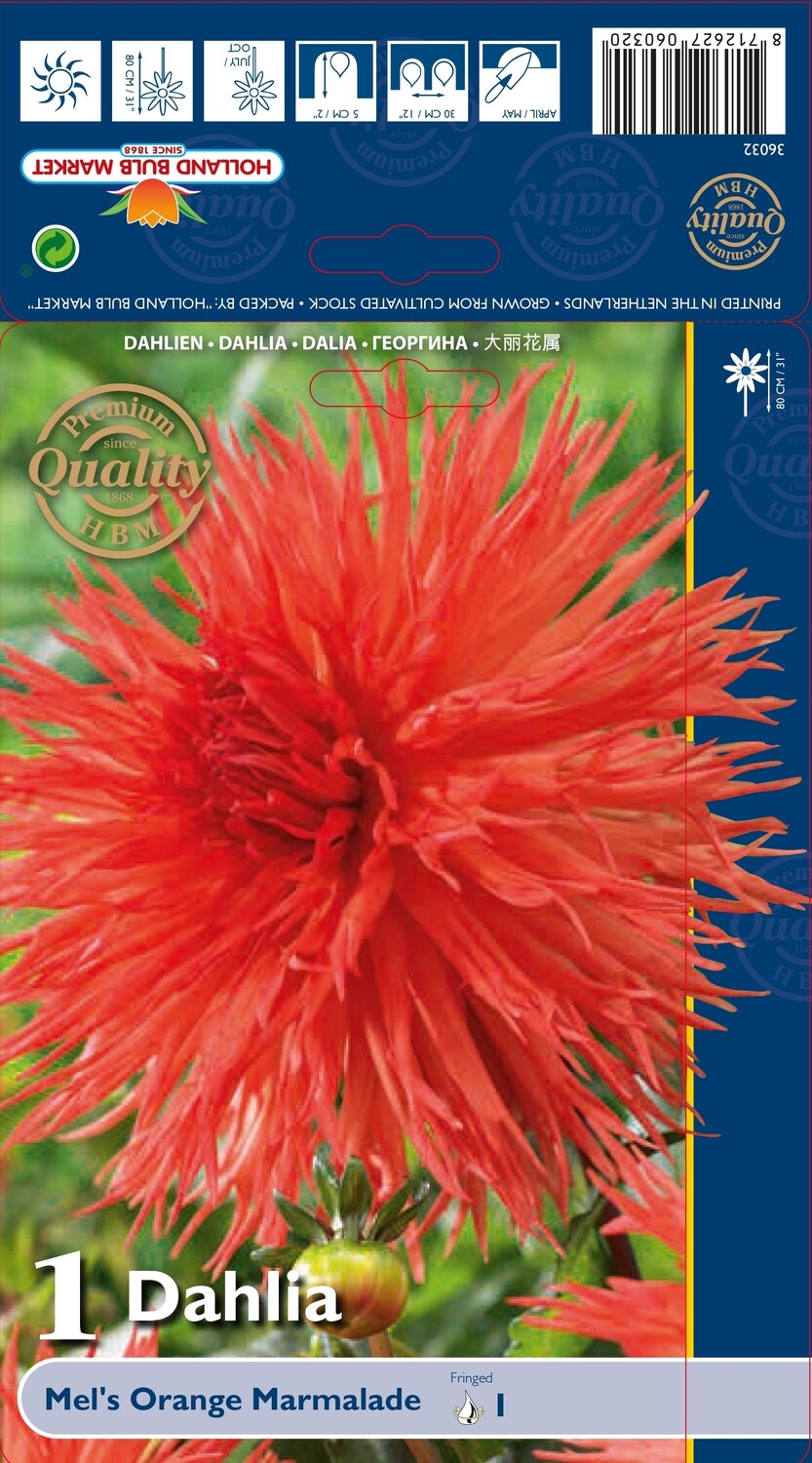 1 Large Tuber Dahlia Mel's Orange Marmalade