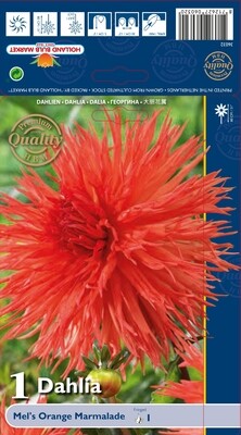 1 Large Tuber Dahlia Mel's Orange Marmalade