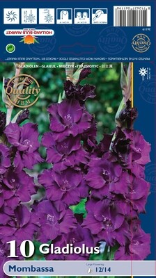 10 Gladiolus Mombassa