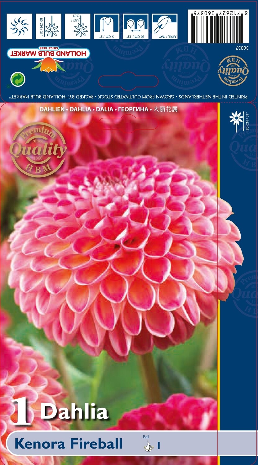 Dahlia Kenora Fireball