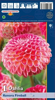 Dahlia Kenora Fireball
