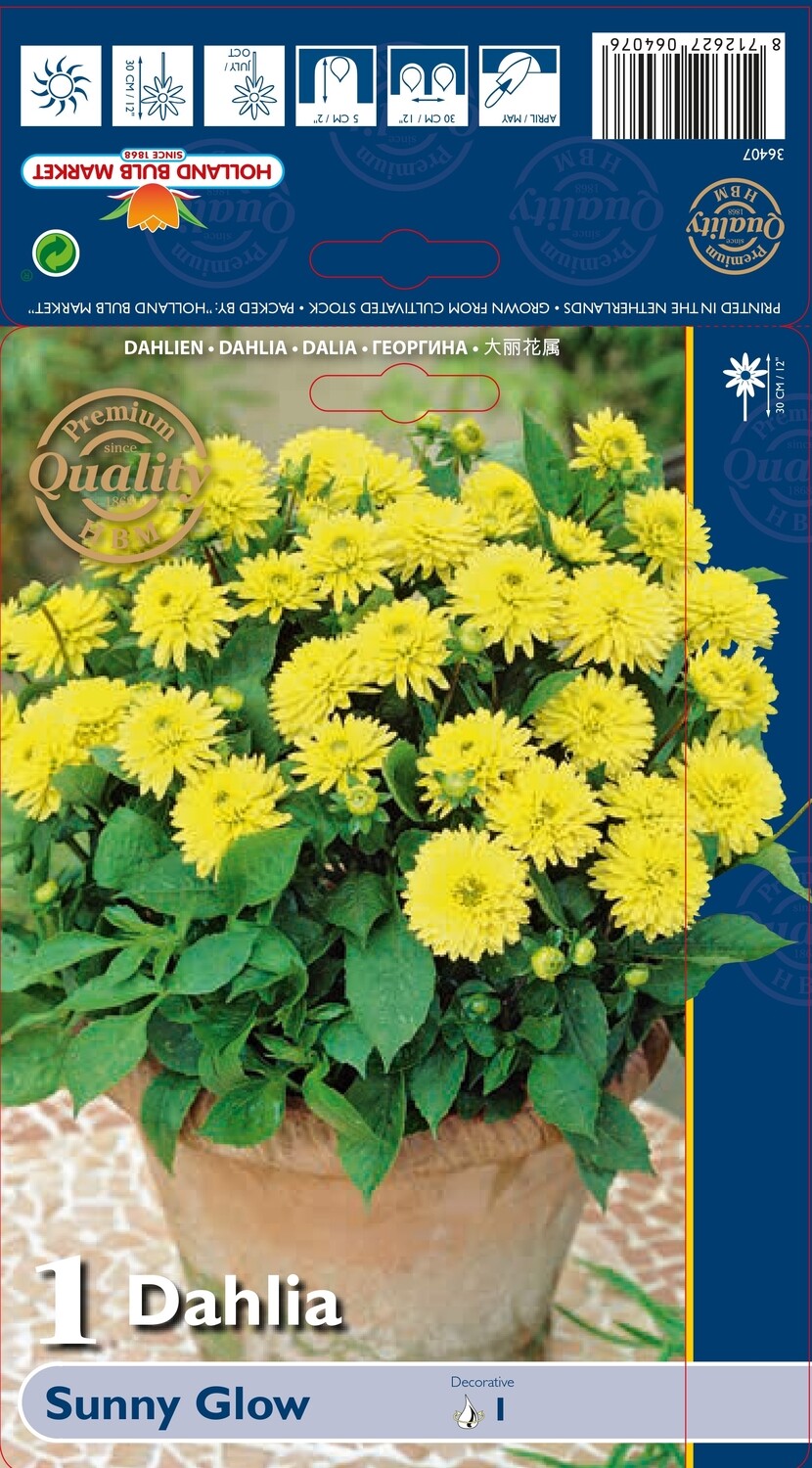 Dahlia Decorative Sunny Glow