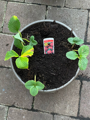 DIY COMBO with 3 ELSANTA Strawberry Plants  KIT CONTAINS 3 Strawberry 🍓 Plants ,Compost And Bowl