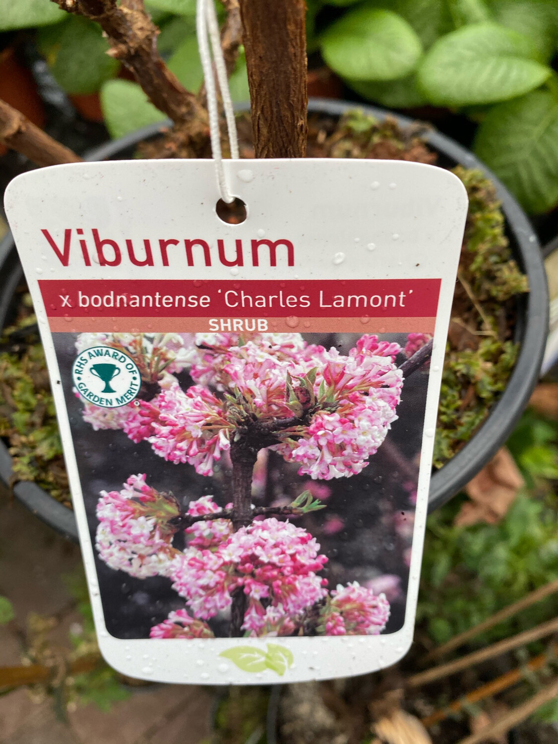 Viburnum “Charles Lamont “hardy Shrub A flowering in winter and spring with strongly fragrant pink flowers Young Pot Grown 