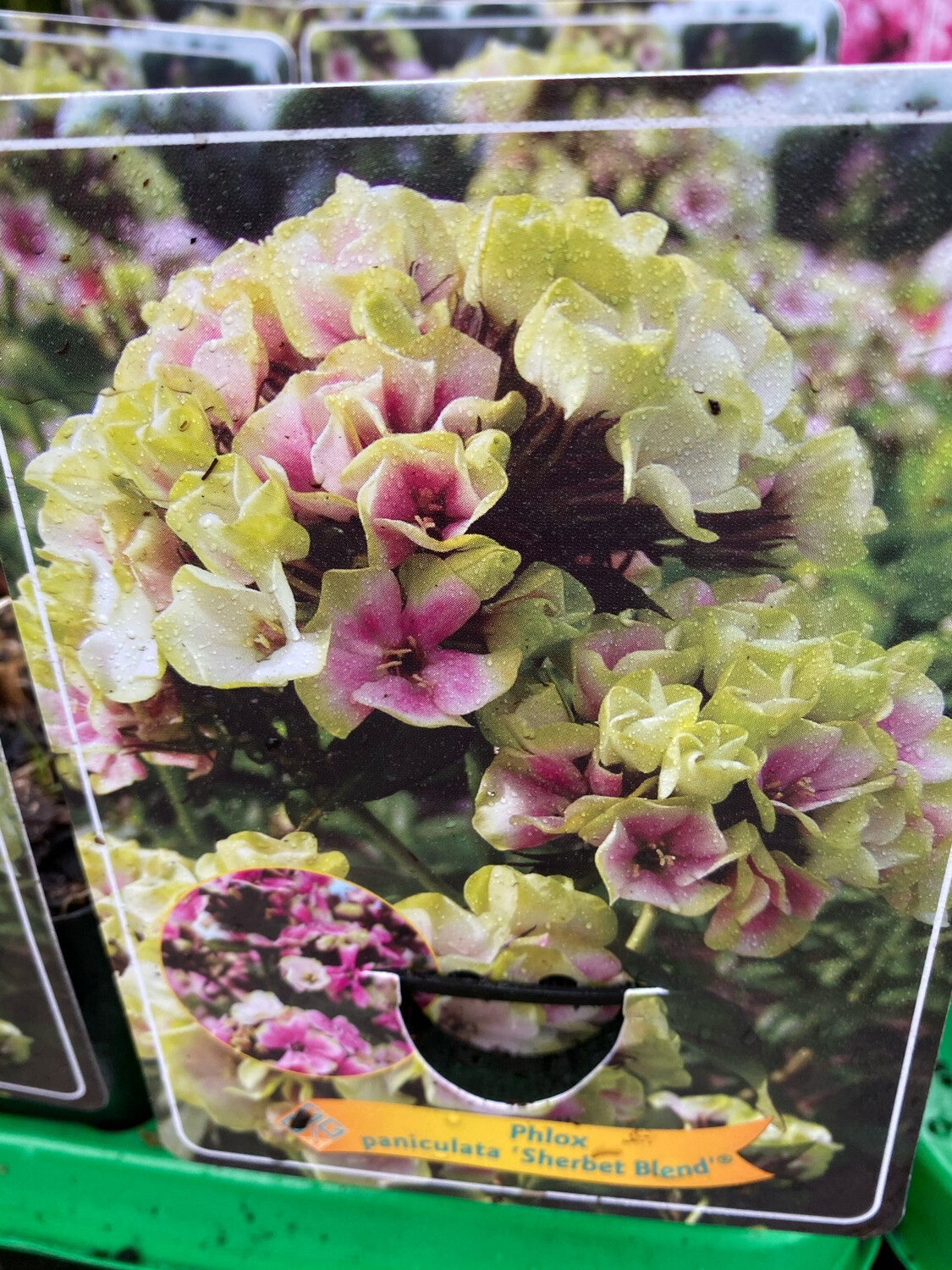 Phlox SHERBET DANCER is a new fragrant Phlox with a kaleidoscope of fragrant flowers for months every year STRONG POT GROWN PLANTS