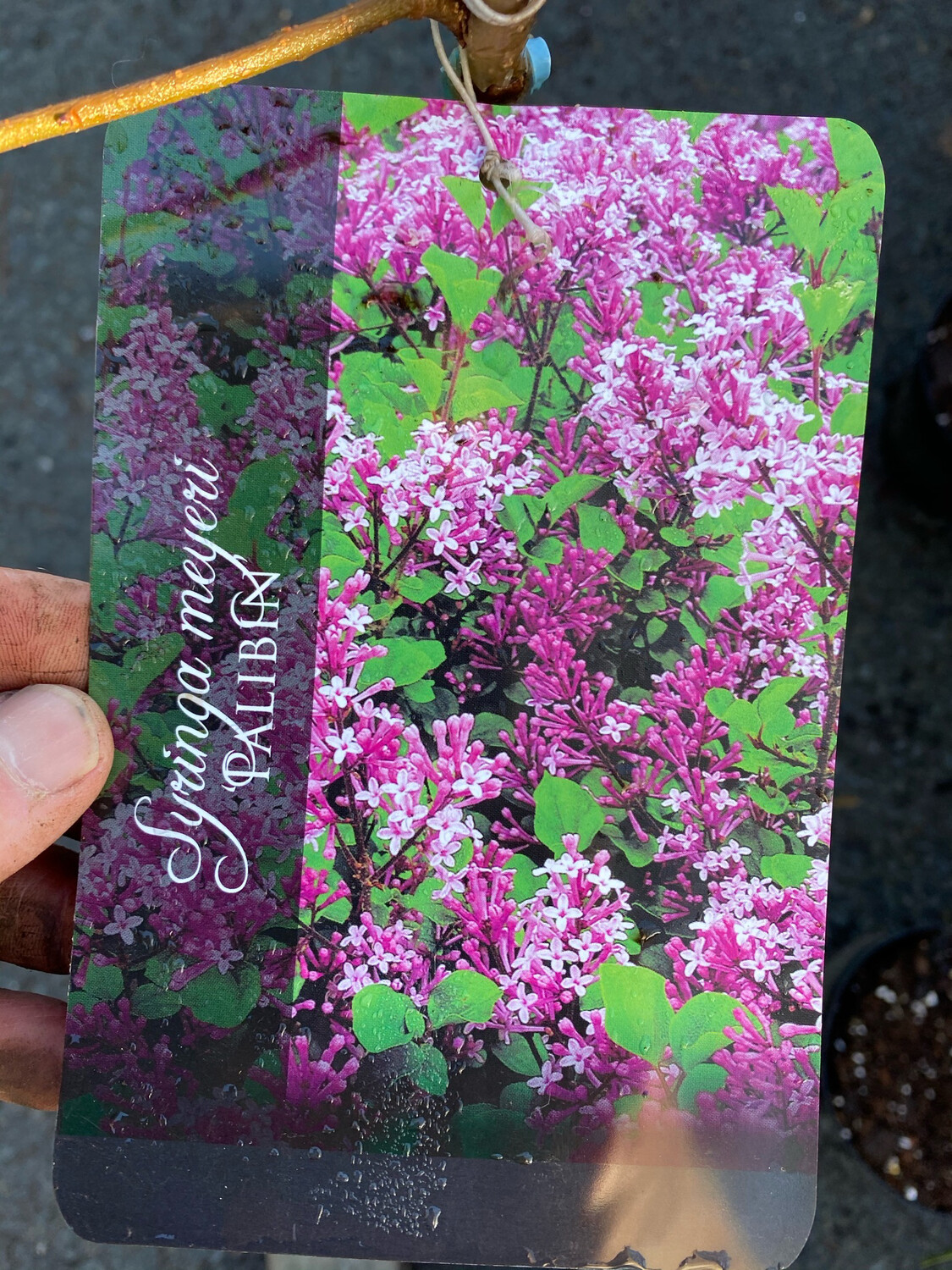DWARF LILAC Palabin mini Lilac Tree ,flowering with fragrant light purple flowers in early summer Good In Pots Or Beds Strong grafted mini trees !