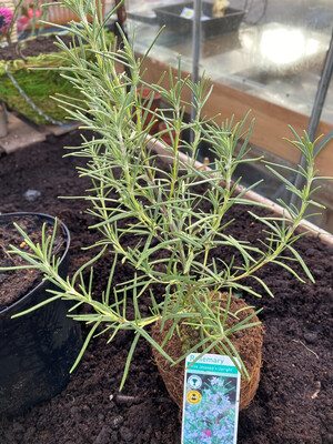 Rosemary &#39;Miss Jessop&#39;