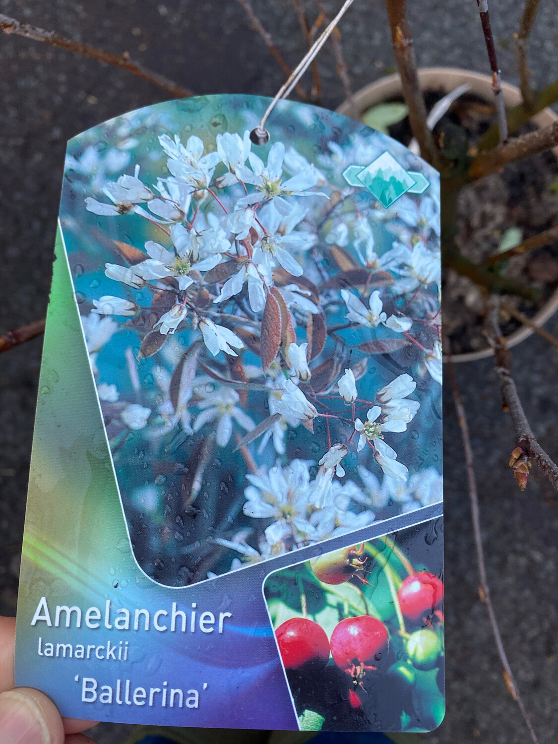 MESPIL TREE BALLERINA Amelanchier Lamarkii ,small tree for all seasons ,bronze young leaves,white flowers in spring ,colourful autumn leaves and autumn berries