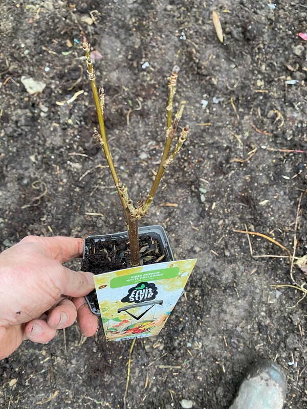 WHITECURRANT WHITE HOLLANDER reliable heavy cropper Established Pot Grown Plants