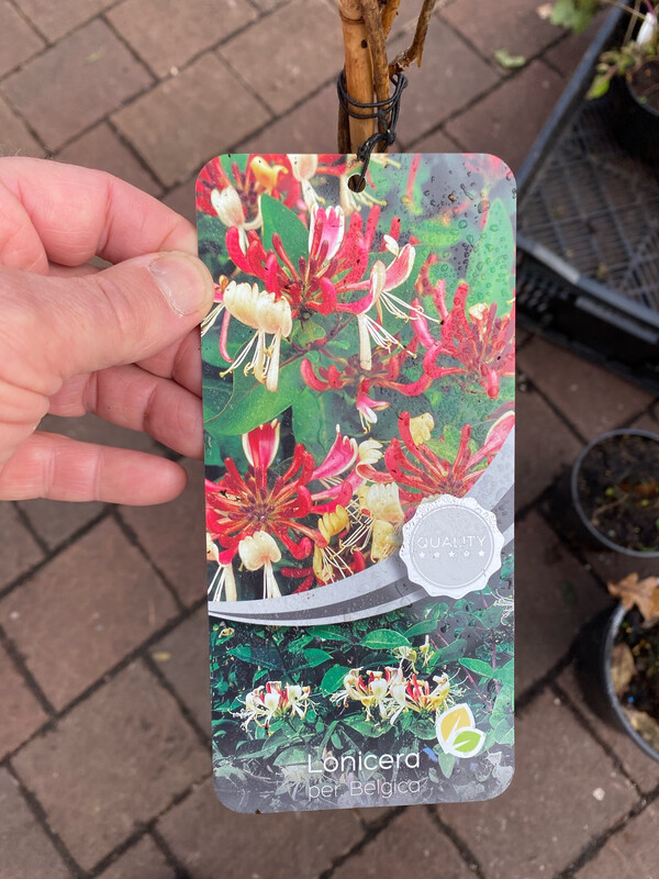 Lonicera 'Belgica' - Honeysuckle/Woodbine