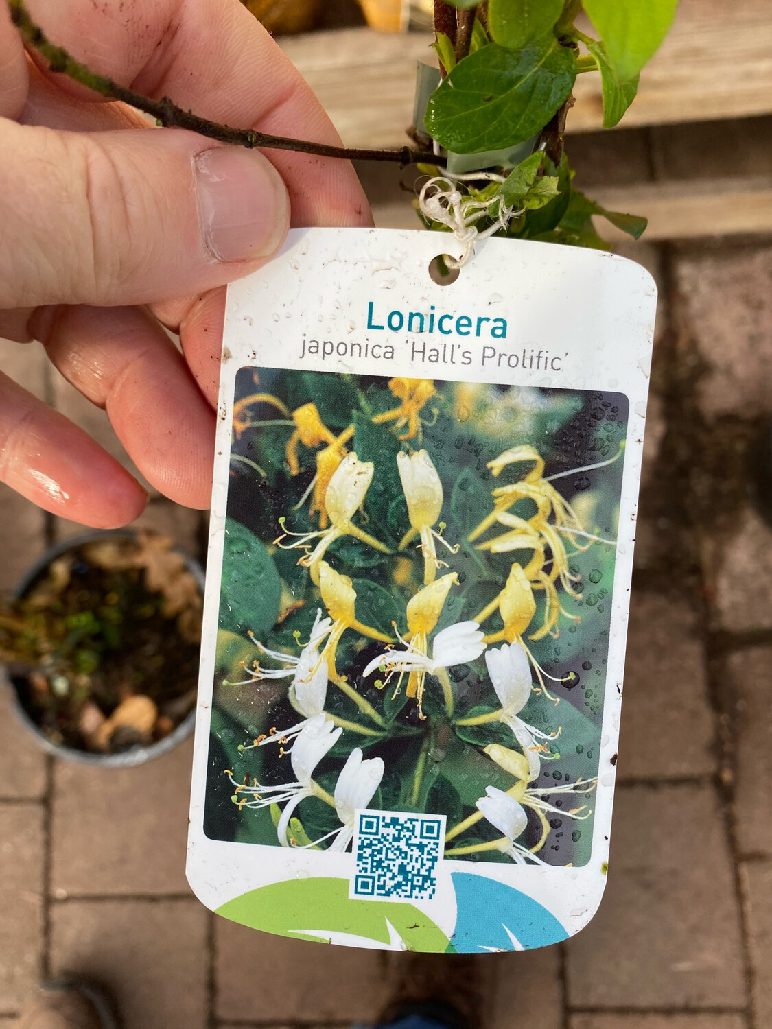 Lonicera Hall&#39;s Prolific- Japanese EVERGREEN HONEYSUCKLE ,Fragrant flowers for months . Fast Growing . Perfect to climb on a fence or arch .